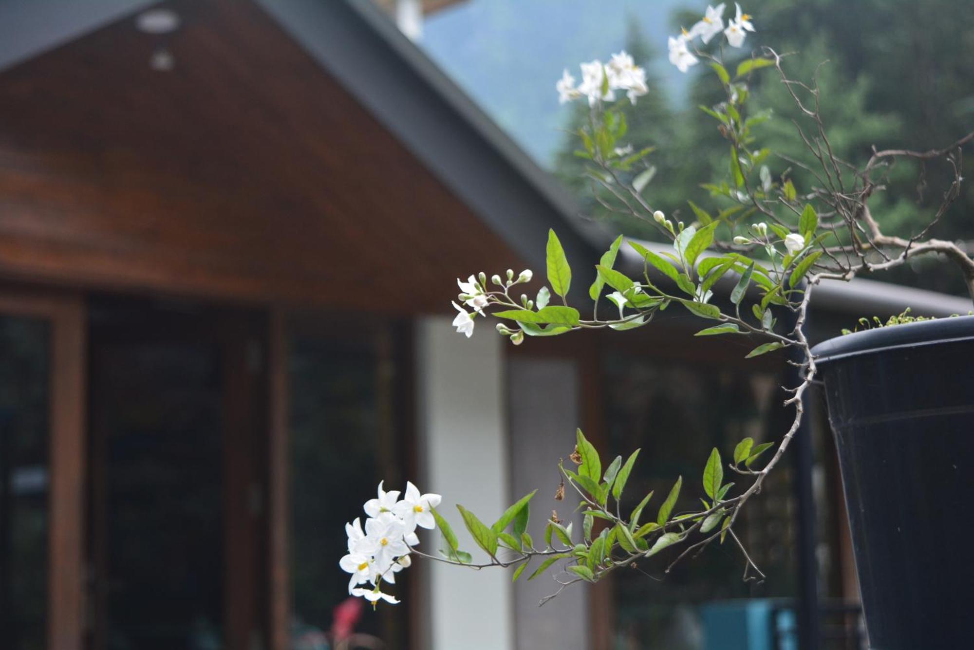 The Neelgiris Hotel มะนาลี ภายนอก รูปภาพ